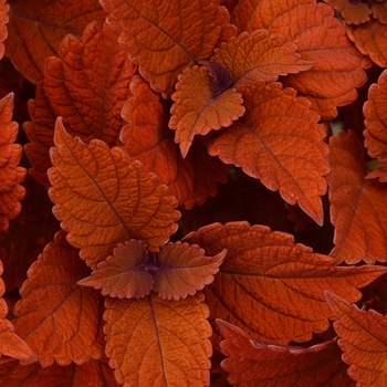 Solenostemon scutellarioides - Coleus 'Inferno'