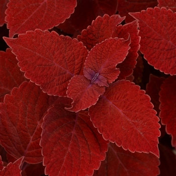 Solenostemon scutellarioides - Coleus 'Ruby Slipper'