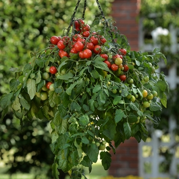 Solanum lycopersicum - Tumbler Cherry, Small-Fruited