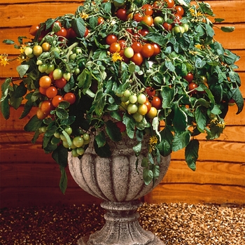 Cherry Tomato - Tomato 'Tumbler'