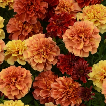 Tagetes patula (French Marigold) - Marigold 'Strawberry Blonde'