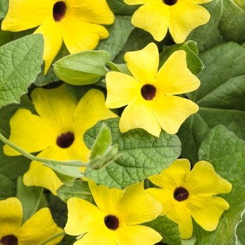 Thunbergia alata - Lemon A-Peel®
