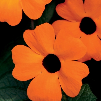 Thunbergia alata - Orange A-Peel®
