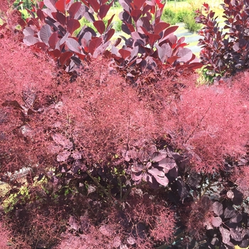 Cotinus coggygria 'Winecraft Black' - Smokebush