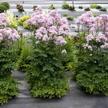 Thalictrum aquilegifolium - Meadow Rue 'Nimbus Pink'