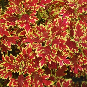 Solenostemon - Coleus 'Wildfire Blaze'