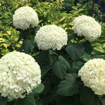 Hydrangea arborescens - Hydrangea 'Incrediball'