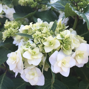 Hydrangea macrophylla 'Wedding Gown' - Hydrangea