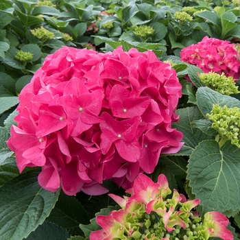 Hydrangea macrophylla - Hydrangea 'Endless Summer Crush'