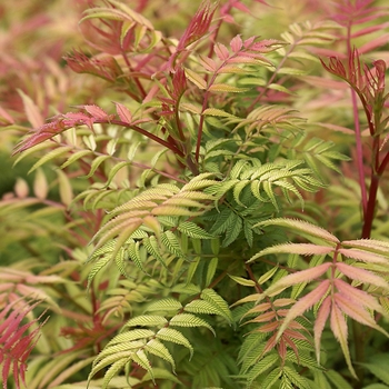 Sorbaria sorbifolia (False Spirea) - Sorbaria 'Sem'
