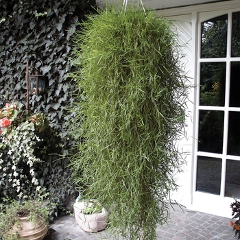 Agrostis stolonifera - 'Green Twist' Trailing Bamboo