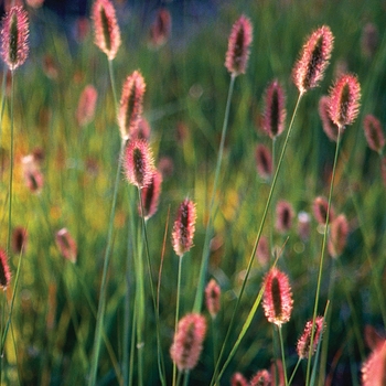 Pennisetum messiacum 'Red Bunny Tails' (Fountain Grass) - Red Bunny Tails Fountain Grass
