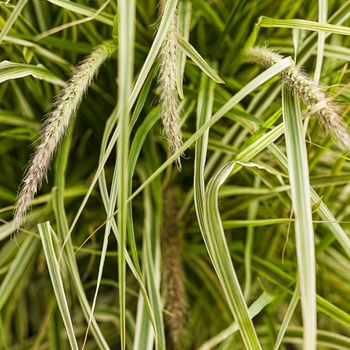 Pennisetum setaceum 'Sky Rocket' - Graceful Grasses® 'Sky Rocket'