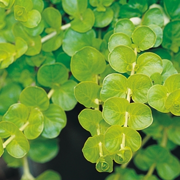 Lysimachia nummularia - 'Goldilocks'