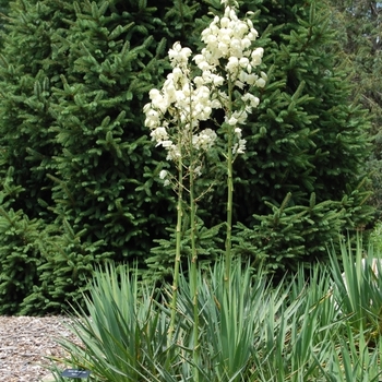 Yucca filamentosa - Yucca 'Ivory Tower'