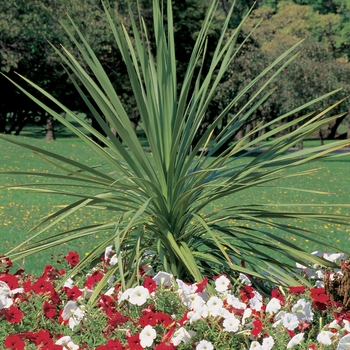 Cordyline indivisa - Dracaena 'Green Spike'