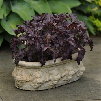 Ocimum basilicum 'Purple Ruffles' - Purple Basil