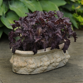 Ocimum basilicum - Basil 'Purple Ruffles'