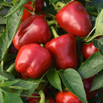 Capsicum annuum 'Snackabelle Red' - Sweet Bell Pepper