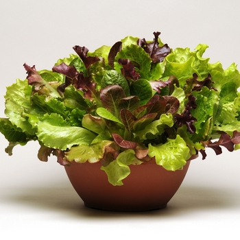 Lactuca sativa - Lettuce 'Summer Picnic'