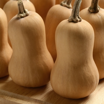 Cucurbita moschata - Squash 'Early Butternut'