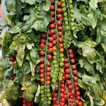 Cherry Tomato - Tomato 'Rapunzel'