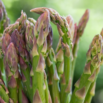 Asparagus officinalis 'Jersey Knight' (Asparagus) - Jersey Knight Asparagus