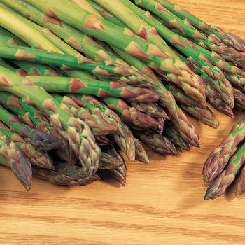 Asparagus 'Mary Washington'