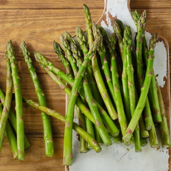 Asparagus officinalis - Asparagus 'Mary Washington'