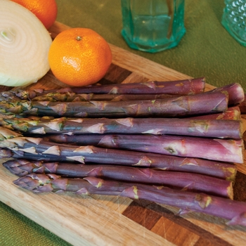 Asparagus officinalis - Asparagus 'Purple Passion'