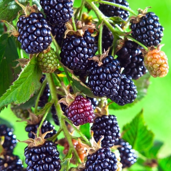Rubus fruiticosus - Blackberry 'Arapaho'
