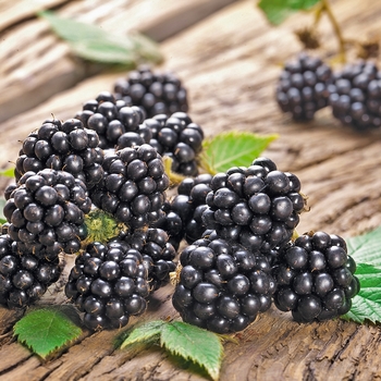Rubus fruticosa - Blackberry 'Chester'