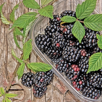 Rubus - Blackberry 'Apache'