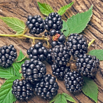 Rubus 'Navaho' - Navaho Blackberry