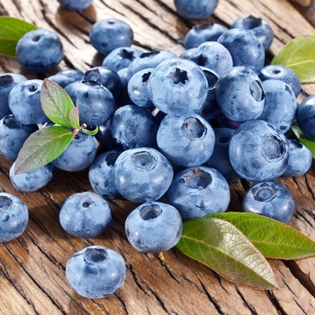 Vaccinium - Blueberry 'Bluecrop'