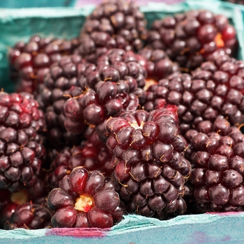 Rubus ursinus x ideaus - Boysenberry