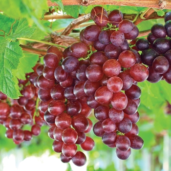 Vitis labrusca (Seedless) - Grape 'Suffolk Red'