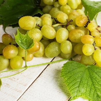 Vitis labrusca (Seedless) - Grape 'Himrod'