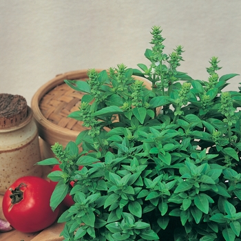Ocimum basilicum - Basil 'Spicy Globe'
