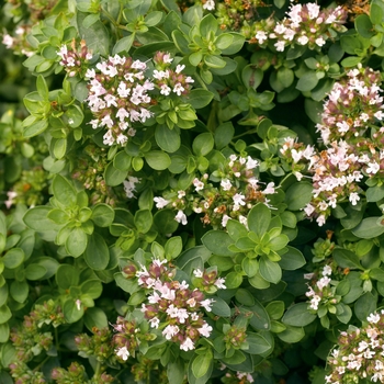 Origanum vulgare - Oregano 'Compact'