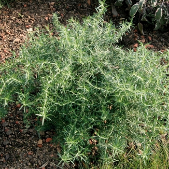 Rosmarinus officinalis - Rosemary 'Foxtail'