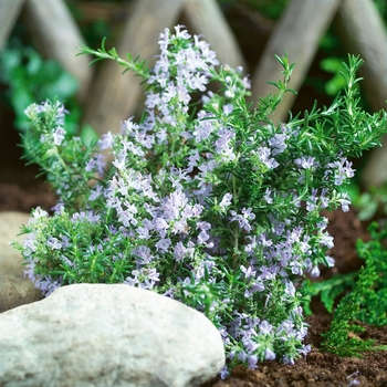 Rosmarinus officinalis - Rosemary 'Tuscan Blue'