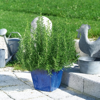 Rosmarinus officinalis - Rosemary 'Inguano Blue'