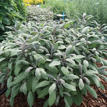 Salvia officinalis - Sage 'Garden'