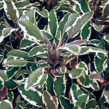 Salvia officinalis - Sage 'Tricolor'