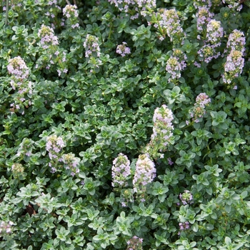 Thymus x citriodorus - Thyme 'Lemon'
