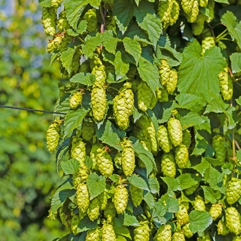 Humulus lupulus - Hops 'Cascade'