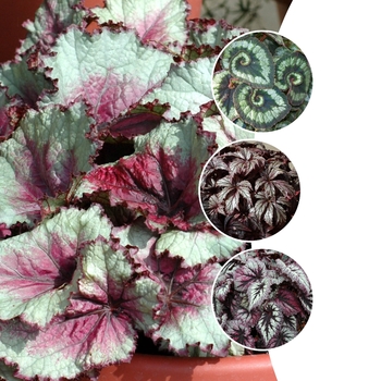 Begonia rex-cultorum - Begonia 'Rex Varieties'