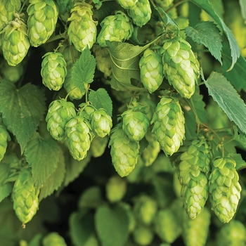 Humulus lupulus 'Nugget' - Nugget Ornamental Hop