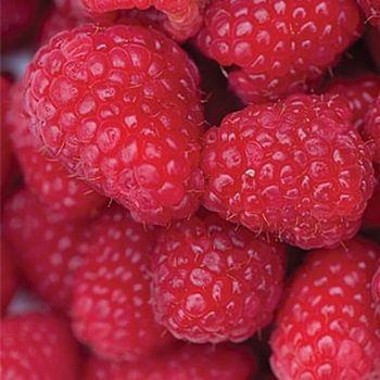 Rubus idaeus - Raspberry 'Heritage'